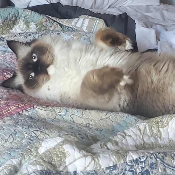 Meet your Posher, Kimberly - Picture 4 of 10